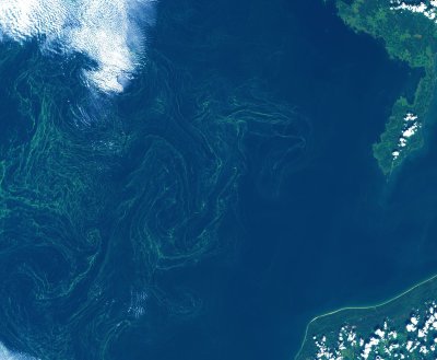 Sinivetikate vohamine augustikuises Läänemeres. 