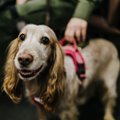 ФОТО | Полиция наградила лучших служебных собак за 2019 год