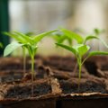 KUULA | Moodne taimekasvatus nõuab aiaomanikult aina uusi teadmisi