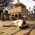 Istanbuli kassid ja koerad — vabad kodanikud maailmalinnas juba aastasadu