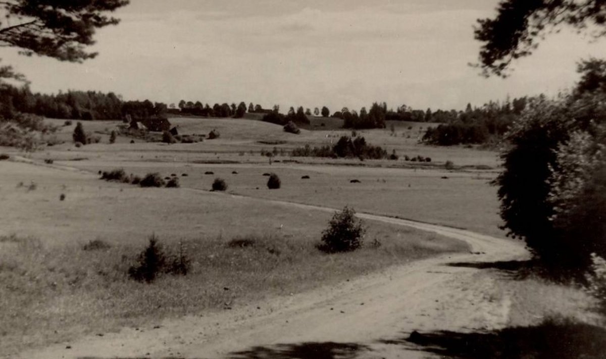 Vaade Kuremäelt (Kantremäelt) Halliste jõe orule, taamal Abja mõisa puiestee 20. august 1956. a. (Foto: erakogu)
