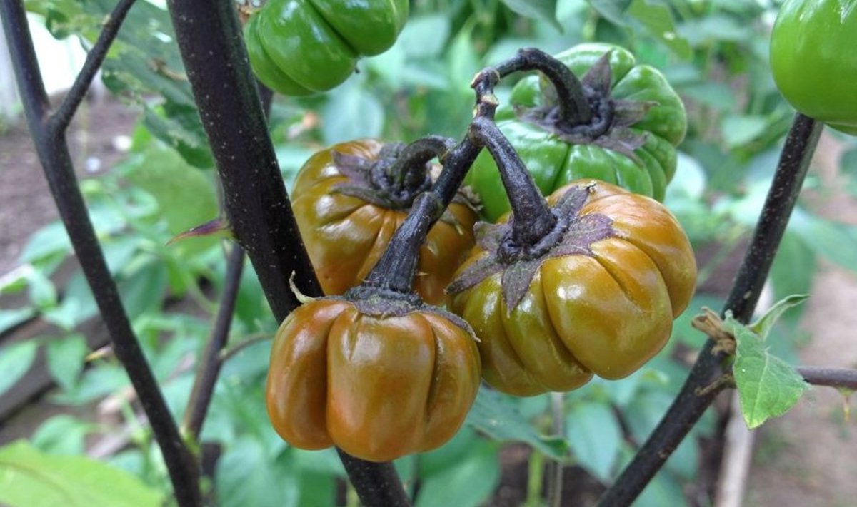 Etioopia baklažaani oranžid ja ribilised viljad meenutavad väikeseid kõrvitsaid.