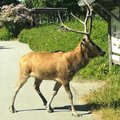 ФОТО | В Таллиннском зоопарке олень сбежал из загона и разгуливал по округе