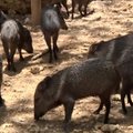 VIDEO: Majanduskriisis Venezuela suurimas loomaaias valitseb nälg, surnud on juba 50 looma