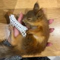 FOTO | Jalaluu murdnud orav pääses tänu lahasele eutaneerimisest