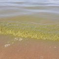 Эстонские пляжи заполонили сине-зеленые водоросли. Когда они исчезнут?