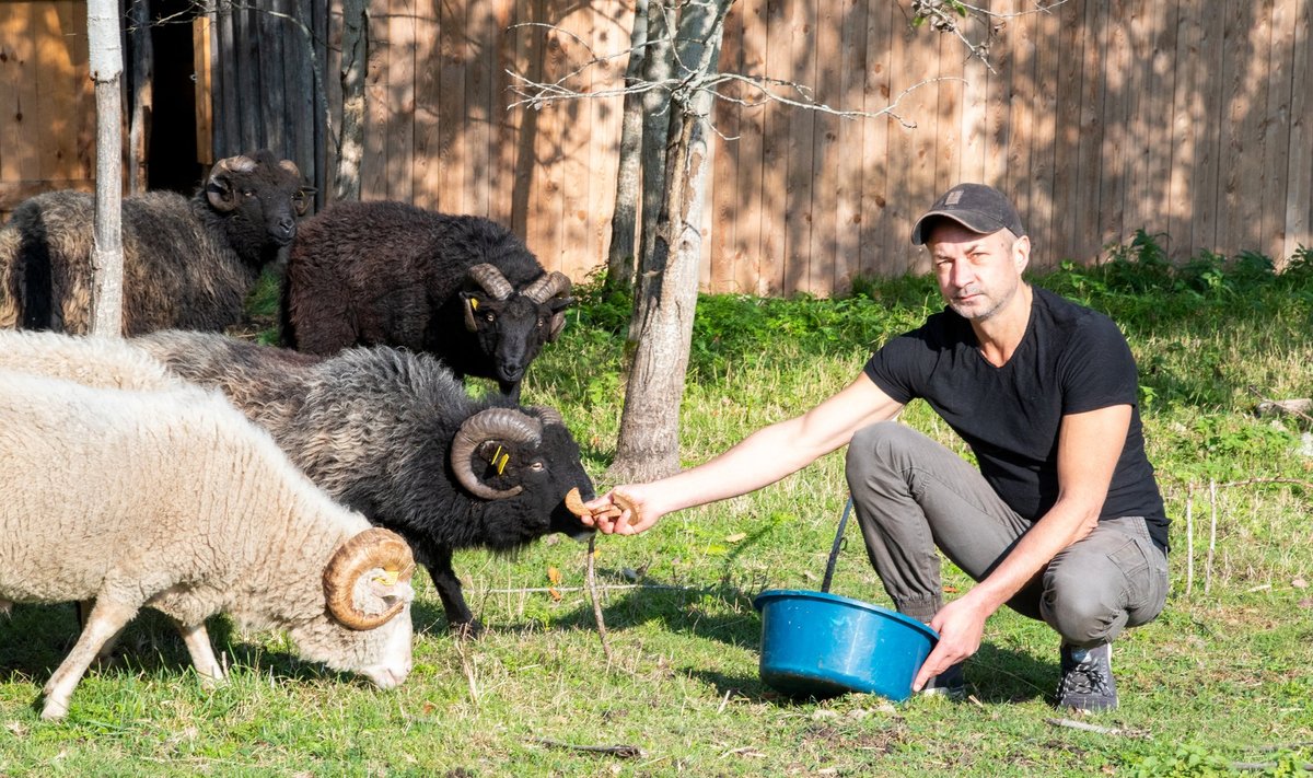 Ivar Eensoo ja tema lambad.