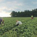 Illegaalid maasikapõllul: maksuametnikud avastasid maasikakasvatustes ebaseaduslikke töötajaid