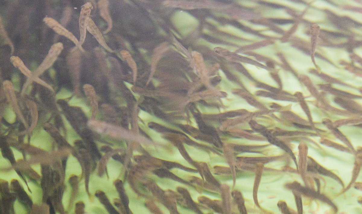 Kalad kasvanduses