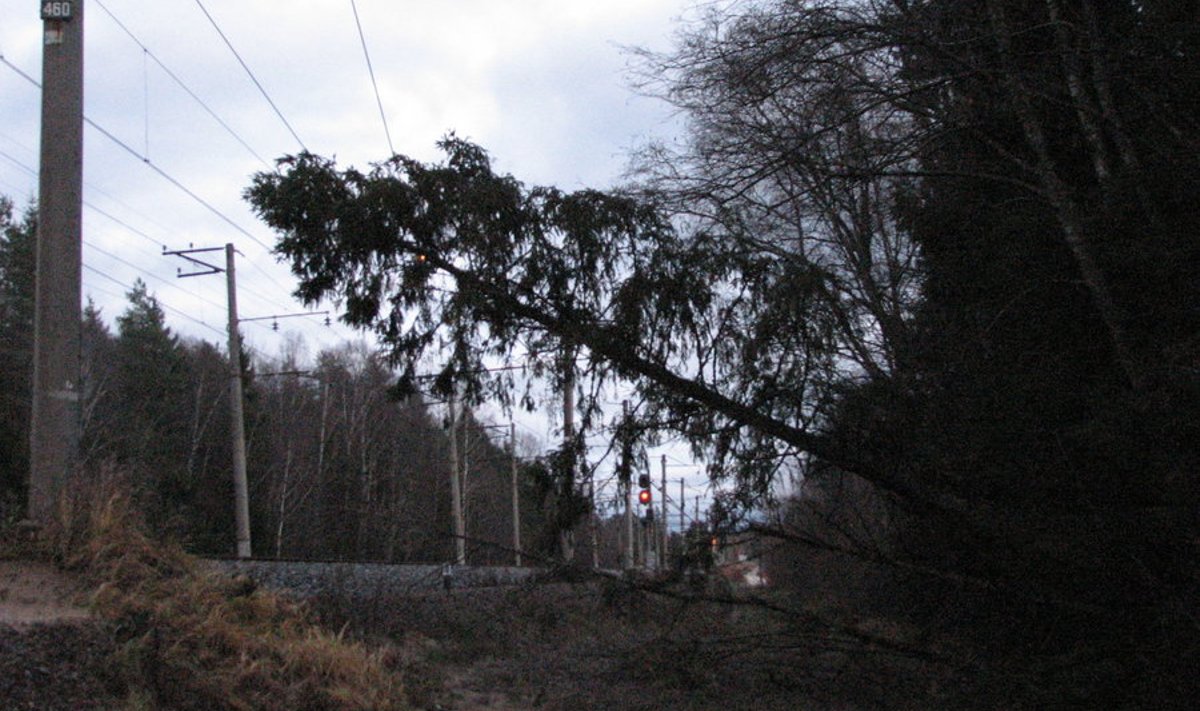 Elektriliinidele langenud puid ise eemaldama minna ei tohi, nendega tegelevad kas päästjad  või elektrimehed. Foto: Päästeliit