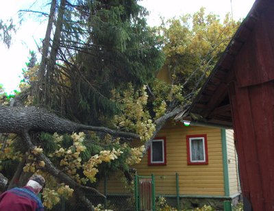 Majale langenud puu. Foto: Kose päästemeeskond