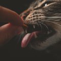 Mida anda kassile süüa, kui ta kipub tihti oksendama?