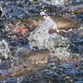 Põlula kalakasvandusest viidi jõgedesse 84 000 noorkala