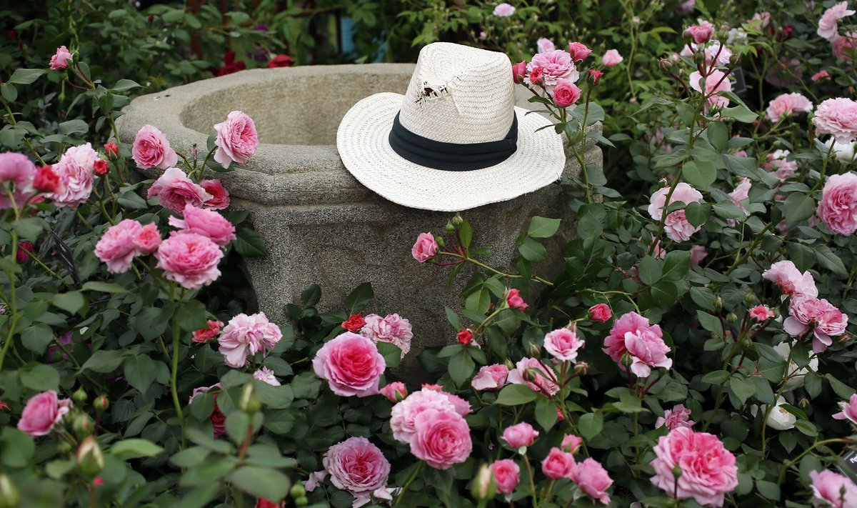 kübar roosipõõsas
