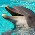 Briti luure: Venemaa on pea kahekordistanud väljaõpetatud delfiinide ujuvaedikute arvu Sevastopoli sadama juures