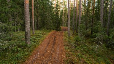 TUTTAV KÄEKIRI | Põhja-Pärnumaa Mädara luiteid ähvardab liivakarjääriks muutmine