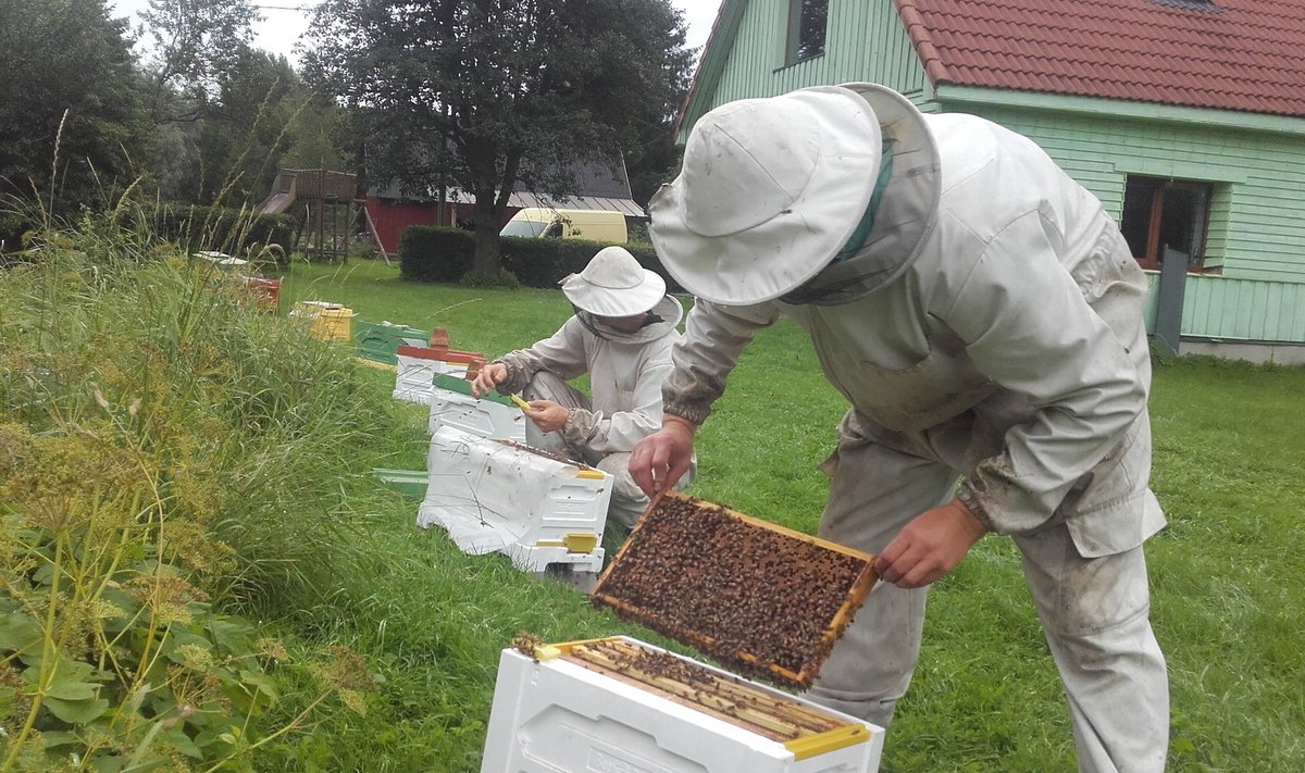 Mesilasperede ülevaatus.