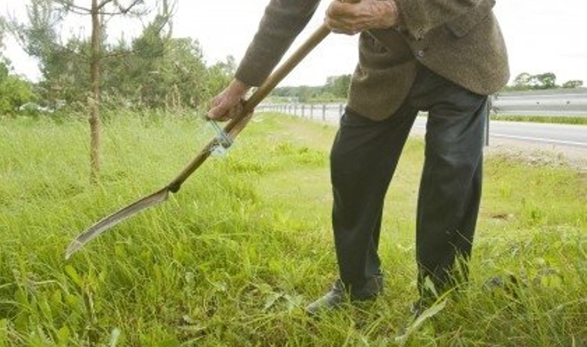 Enamasti ainult eakad mehed oskavad veel õigesti niita ja ega poest korralikku vikatit saagi. Väino Kakko Vooremaalt Vaiatu külast ostis oma vikatile tera poest, kuid hea käepärase varre tegi ise.