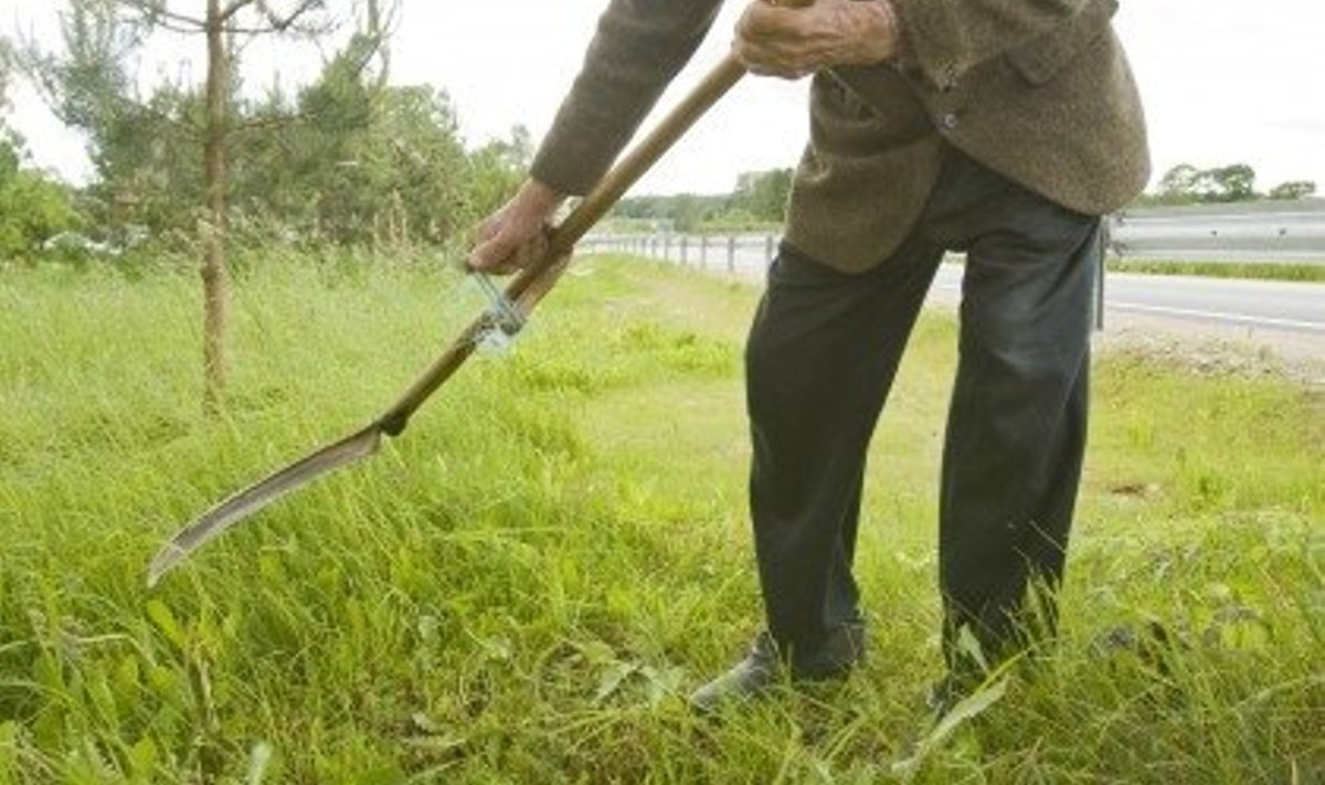 Enamasti ainult eakad mehed oskavad veel õigesti niita ja ega poest korralikku vikatit saagi. Väino Kakko Vooremaalt Vaiatu külast ostis oma vikatile tera poest, kuid hea käe­pärase varre tegi ise. 