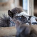 Päev Konju Mõisa talus: loomasõbraliku piimafarmi argielu ja tervistav kitseteraapia