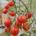 Nipid rohenäppudele: kuidas saada suuremat kurgi- ja tomatisaaki