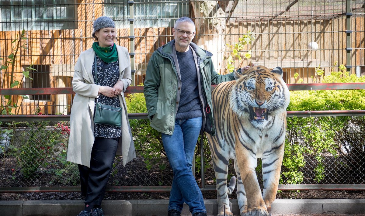 Loomaaiadisainer Julia Hanuliakova ja Tallinna loomaaia direktor Tiit Maran seisavad amuuri tiigri endise aediku ees. Tiigri tulevane kodu on aga märksa suurem ja rohkemate võimalustega.