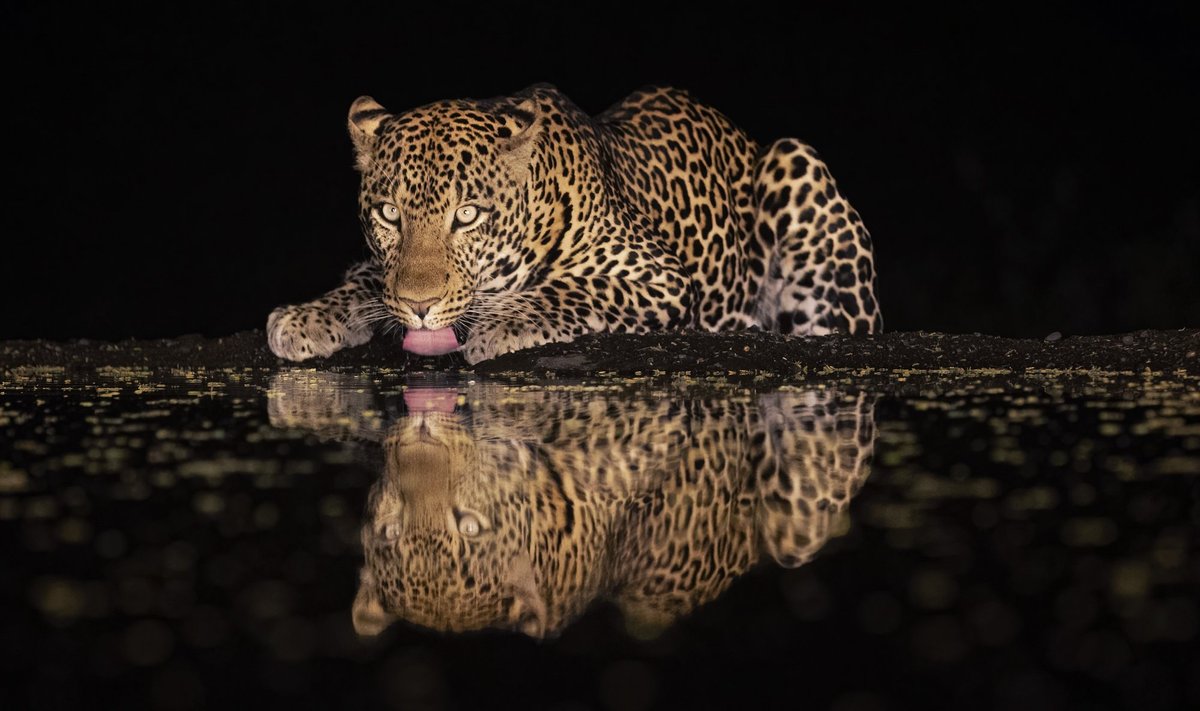 Leopardid on tegelikult osavad kalapüüdjad