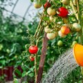 Kui tihti tuleks tomatitaimi kasta ja väetada? 