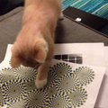 VIDEO: Mjäu! Kass reageerib optilisele illusioonile