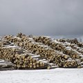 Advokaadibüroo KPMG: Eesti puidutööstus on majanduslangusest hoolimata heas seisus 