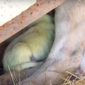 ВИДЕО | В Грузии родился зеленый щенок. Угадайте, как его назвали