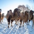 Saksamaal hukkus tulekahjus 86 kaamelit