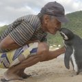 SILM LÄHEB MÄRJAKS! Surmasuust päästetud pingviin käib iga aasta oma kangelasel külas