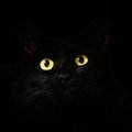 Väike must – klassika ja alati moes: oktoobris annab varjupaik musta kassi peaaegu tasuta!