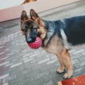 ФОТО и ВИДЕО DELFI: Смотрите, что думают об инциденте соседи и хозяйка застреленной собаки