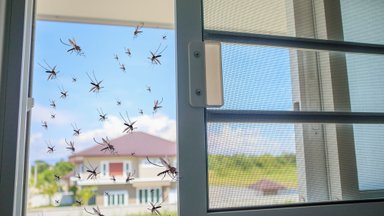 Букашка на вылет: какие приборы помогут отпугнуть мошек и комаров