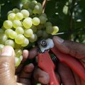 Veini hinnatõus: Itaalias on 64 aasta kõige kehvem viinamarjasaak