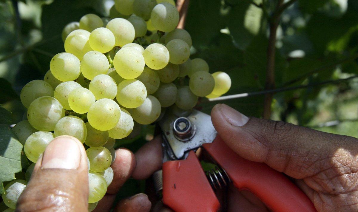 Itaalia viinamarjaistandus
