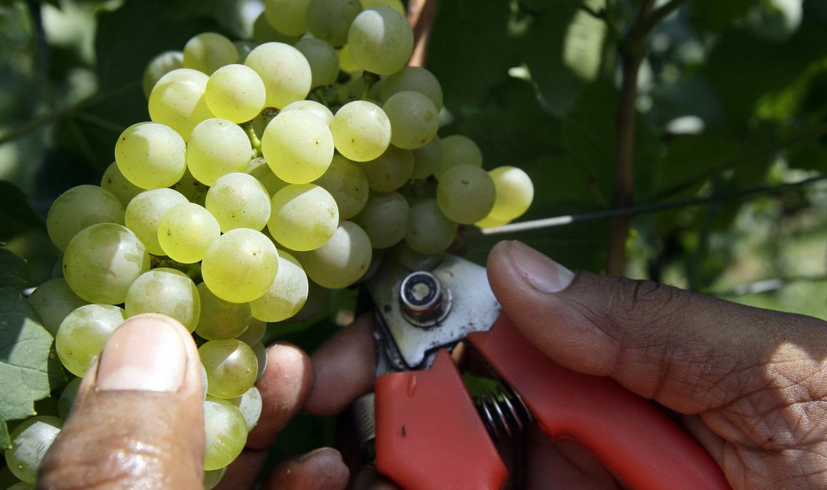 Itaalia viinamarjaistandus