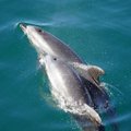 Üllatav leid: teadlased avastasid Hawaii vetest haruldase hübriid-delfiini