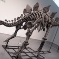 Dinosauruse skelett müüdi oksjonil rekordilise 44,6 miljoni dollari eest