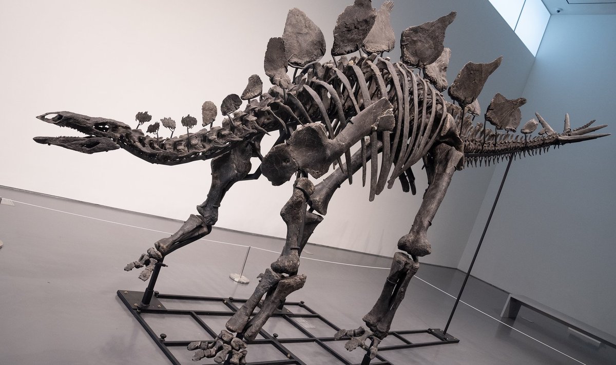 Stegosaurus Apex