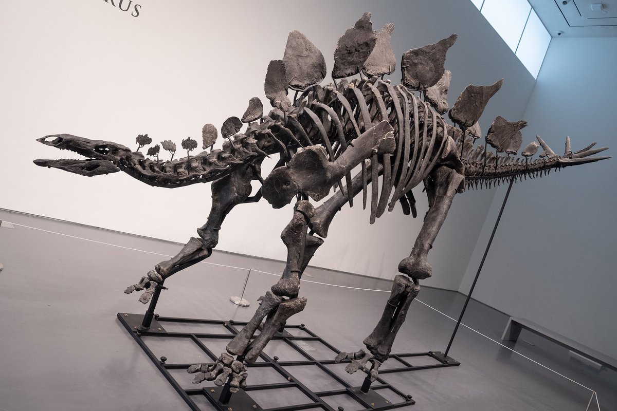 Dinosauruse skelett müüdi oksjonil rekordilise 44,6 miljoni dollari eest