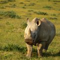 В Кении умер последний в мире самец северного белого носорога