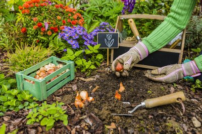 The,Gardener,Planted,Bulbs,Of,Flowers,To,The,Ground.,Work