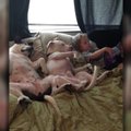 VIDEO: Eriti armas! Laps loeb oma koertele unejuttu, et nende uni ikka magus oleks