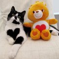 Sõbrapäeva GALERII | Erakordse välimusega kass kannab rinnal uhet südant