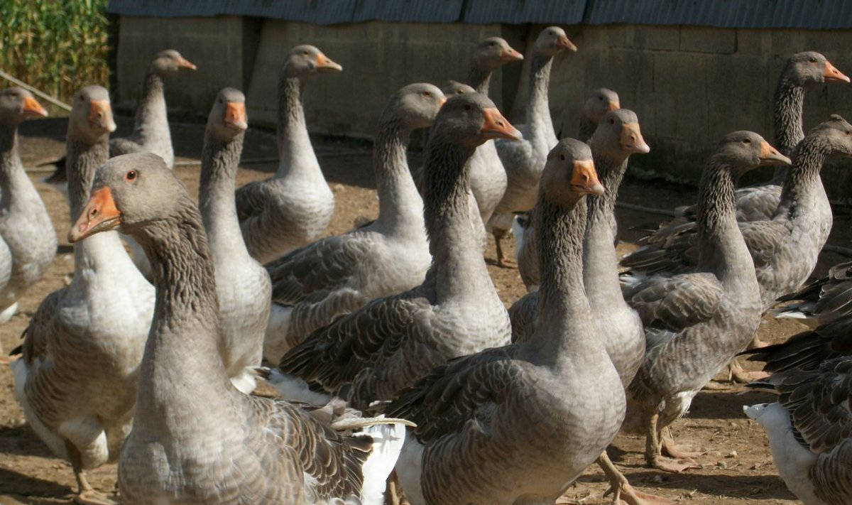 Nende hanede maksast on nüüdseks saanud foie gras. Foto Maalehe reisilt Baskimaale aastal 2013.