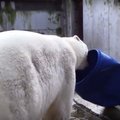 VIDEO: Tallinna loomaaia jääkarud nautisid tünnidega mängimist