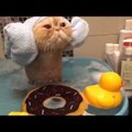 Lõbus VIDEO: kass naudib täiel rinnal vannivõlusid